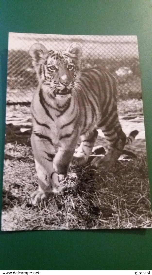 CPSM TIGRE PANTHERA TIGRIA LOGIPILIS PRAHA ZOOLOGIQUE ZOO - Tiger