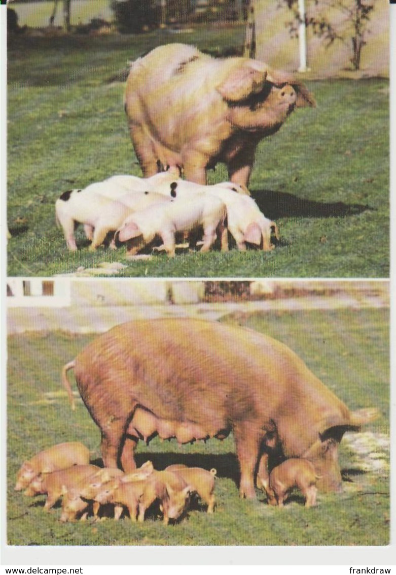 Postcard - Gloucester Old Spot Pigs, Tamworth Pigs Card No5576  - Unused Very Good - Unclassified