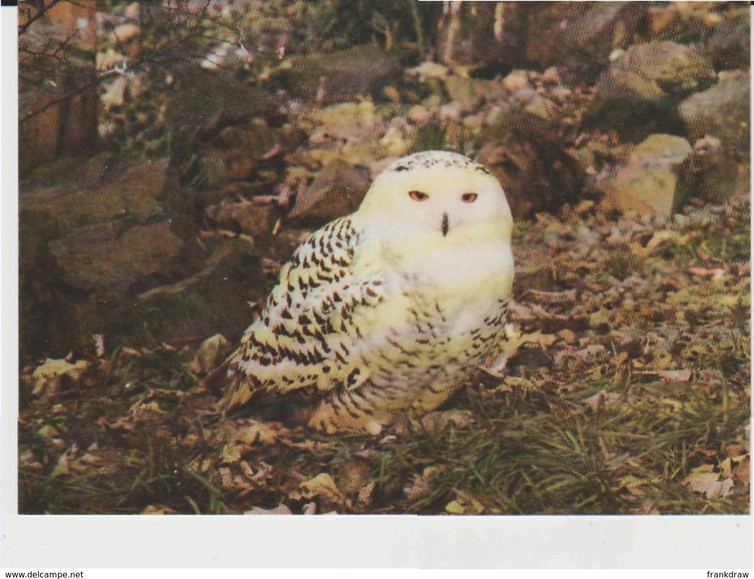 Postcard - Birds - Snowy Owl At The Child - Beale Wildlife Trust,card No7666 - Unused Very Good - Unclassified