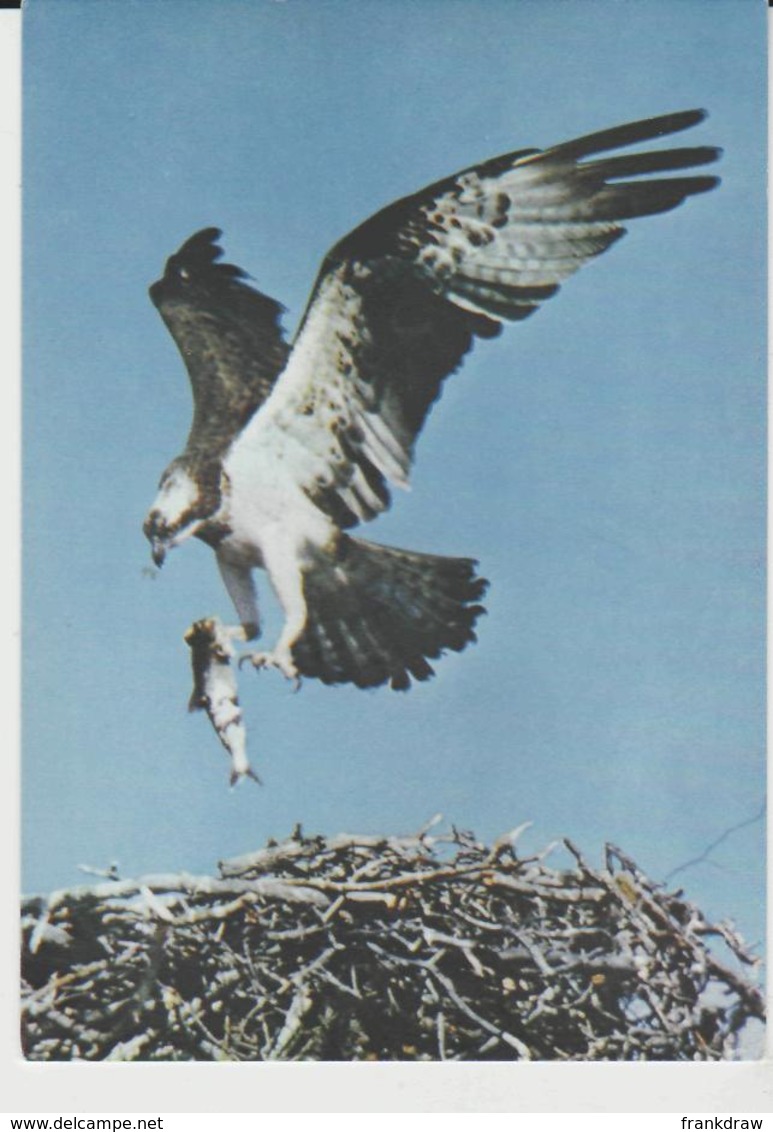 Postcard - Birds - Osprey Card No6712 - Unused Very Good - Unclassified