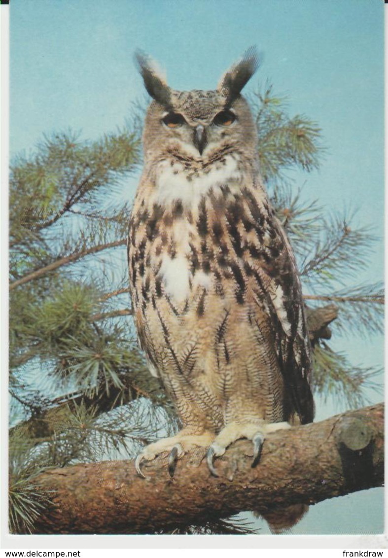 Postcard - Birds - European Eagle Owl Card No.3368 - Unused Very Good - Unclassified