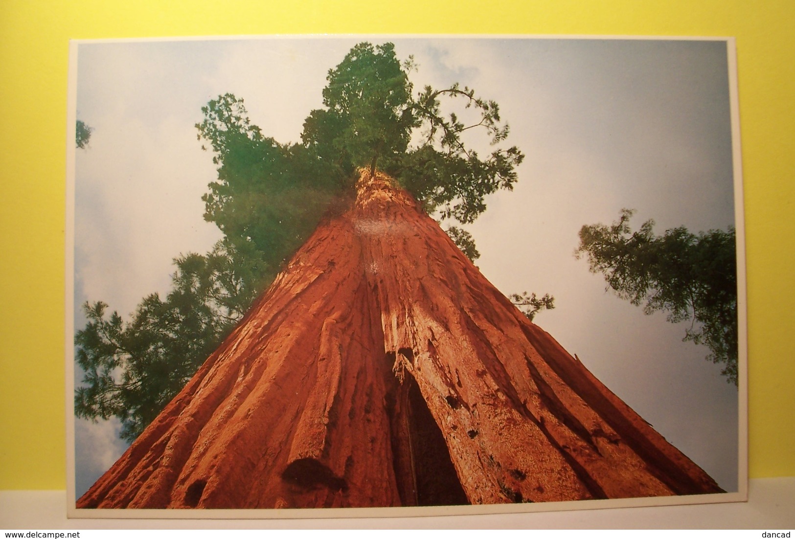 SEQUOIA   - ARBRE - National Park , California  - ( Carte N°2 ) - Trees