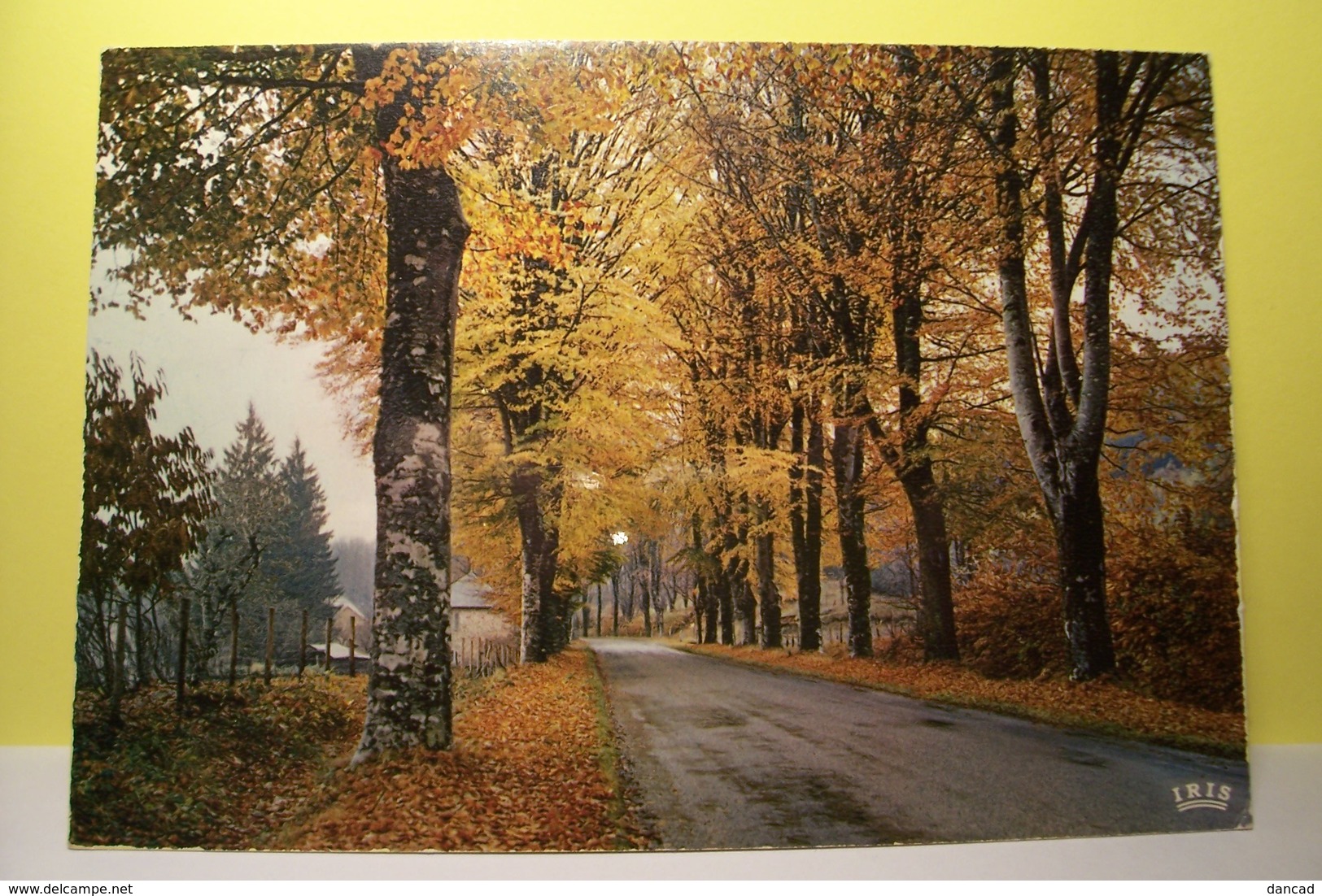 ARBRES -  LA CORREZE  -  Qui N'a Senti Le Charme De L'automne - Arbres