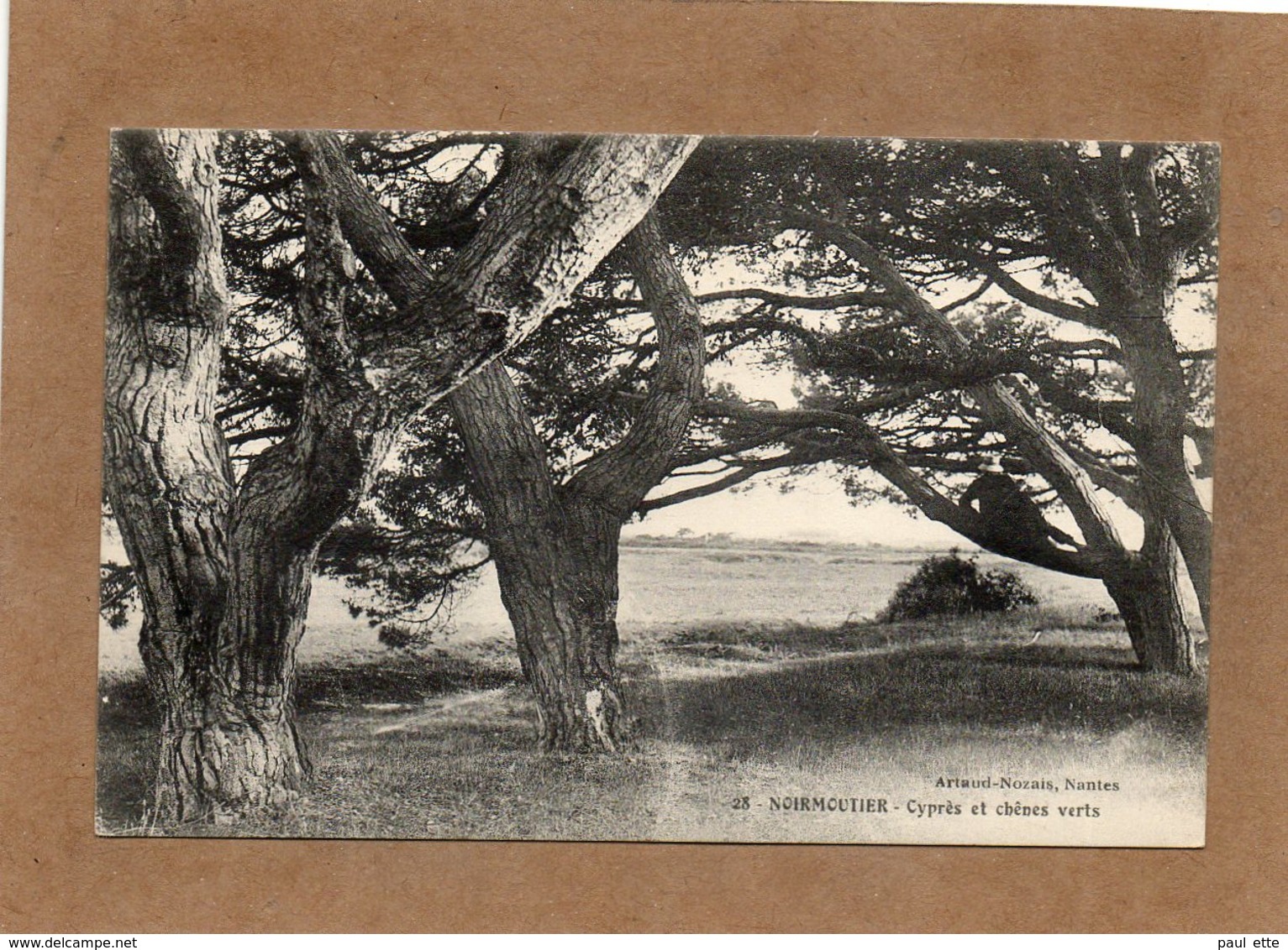 CPA - NOIRMOUTIER (85) - Thème : Arbre - Aspect Des Cyprès Au Début Du Siècle - Noirmoutier