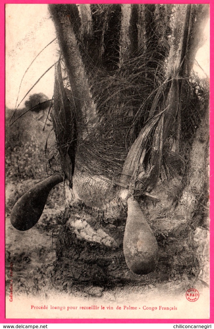 Congo Français - Procédé Loango Pour Recueillir Le Vin De Palme - Collection J. AUDEMA - Congo Français