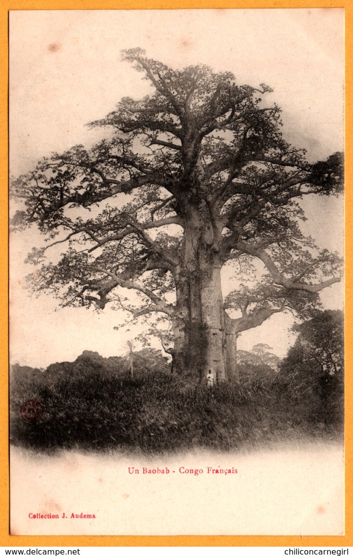 Congo Français - Un Baobab - Coll. J. AUDEMA - Congo Français