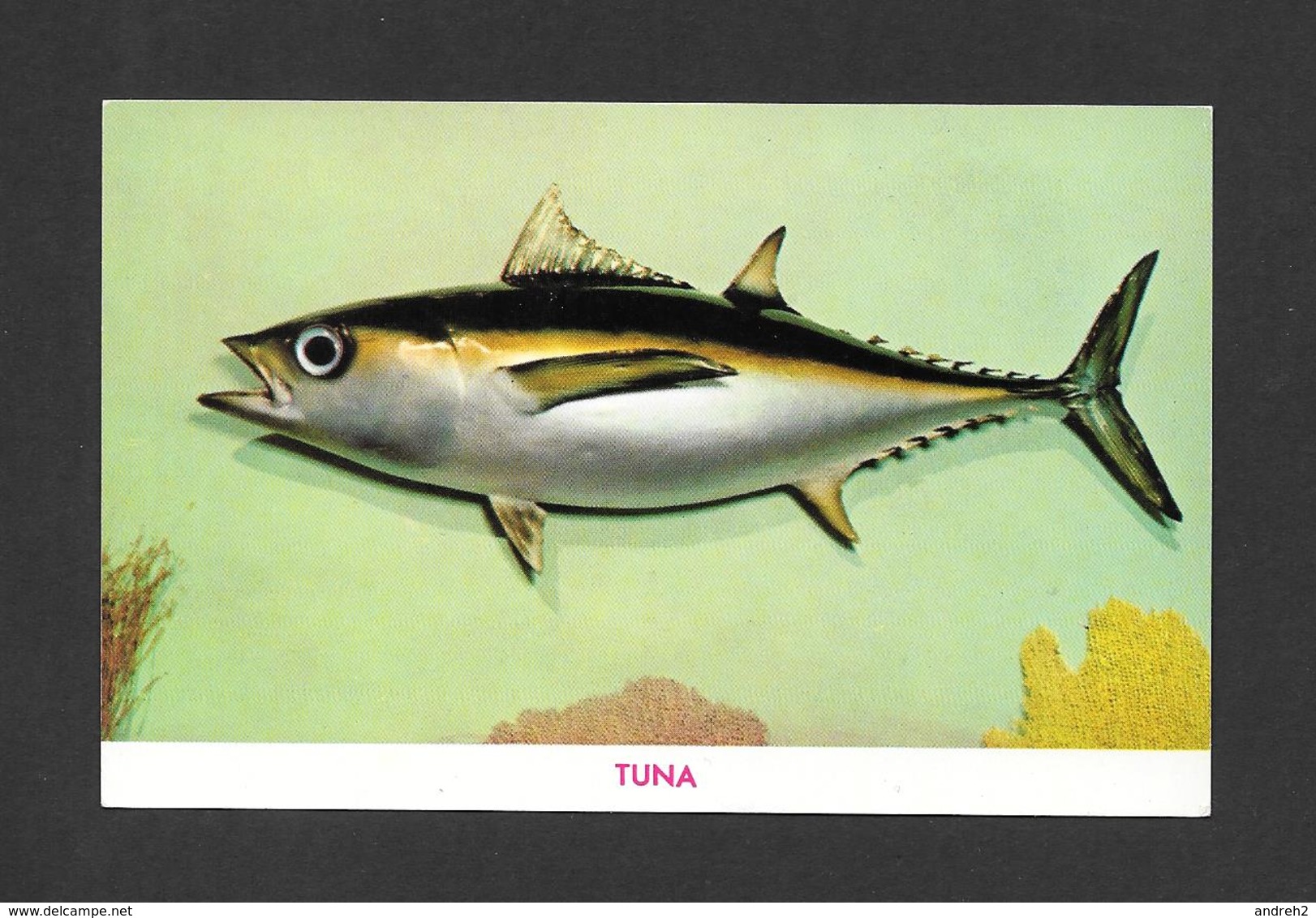 ANIMAUX - ANIMALS - POISSONS - FISH - TUNA - BY GULF STREAM CARD - Poissons Et Crustacés