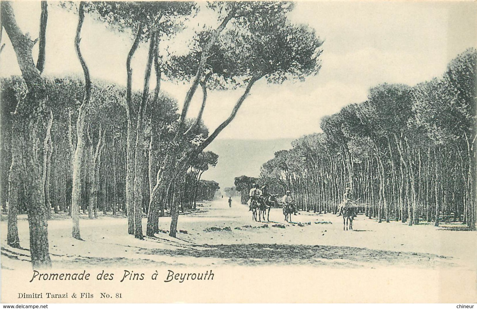 LIBAN PROMENADE DES PINS A BEYROUTH - Liban