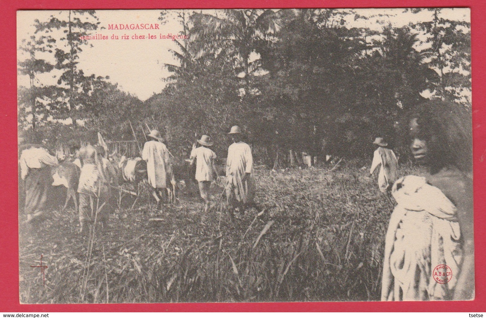 Magagascar - Semailles Du Riz Chez Les Indigènes ( Voir Verso ) - Madagascar