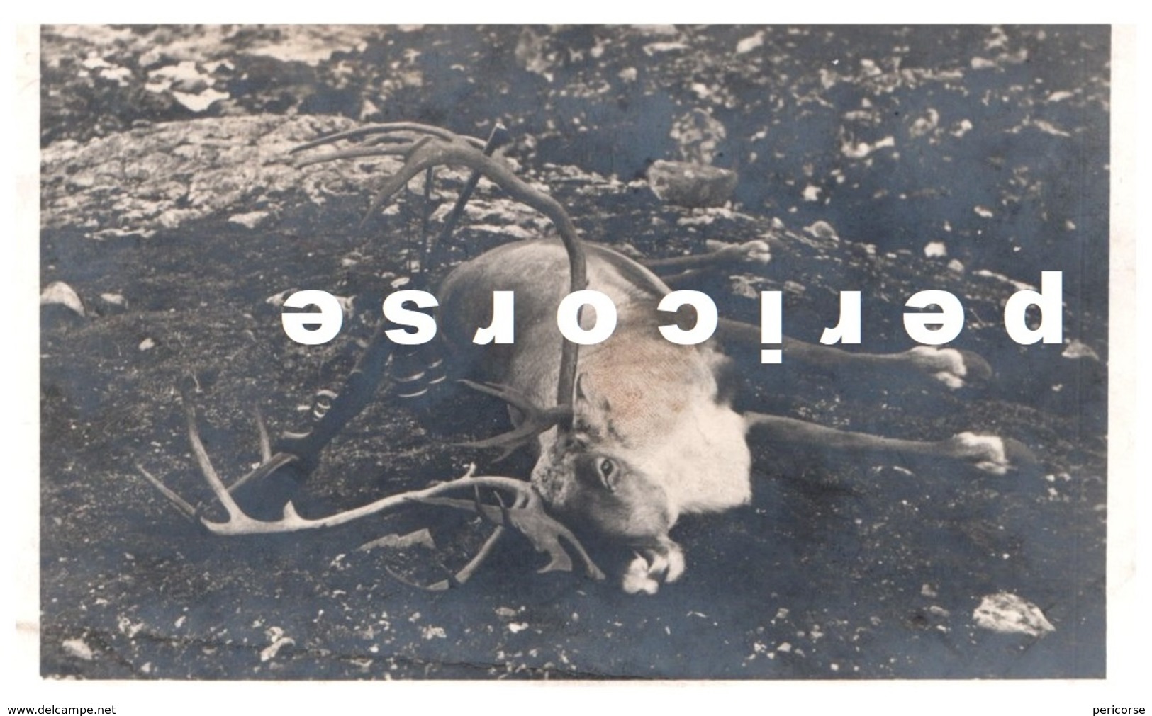 Reindeer Shooting In Norway Ljosedalen 1934 - Norway