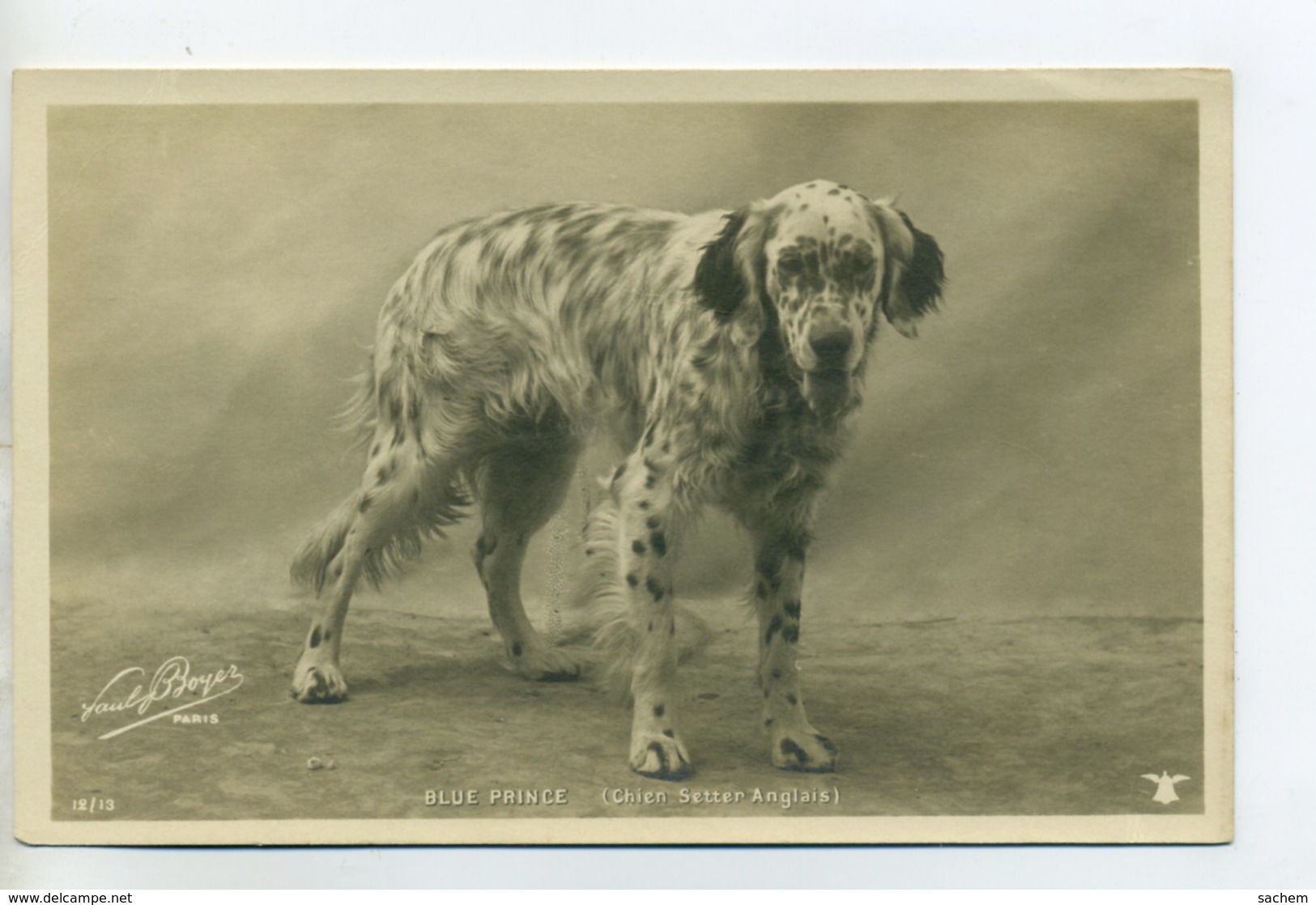 CHIENS 403 Chien BLUE PRINCE Setter Anglais  -1904  CARTE PHOTO Paul BOYER Photographe - Cani