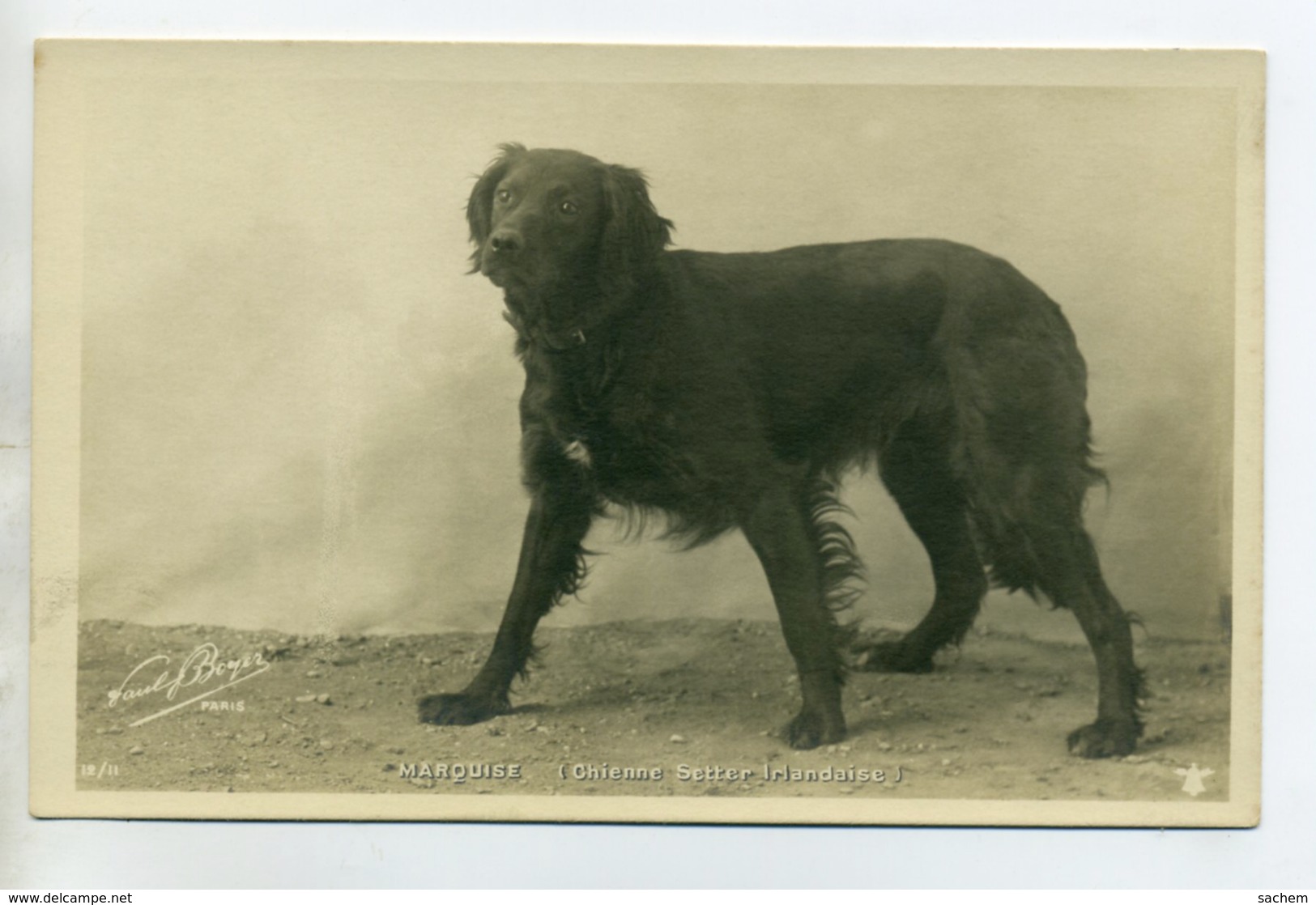 CHIENS 402 Chienne MARQUISE  Setter Irlandaise  -1904  CARTE PHOTO Paul BOYER Photographe - Chiens