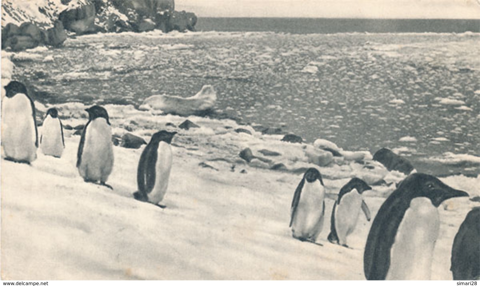 ILES FALKLAND - N° I - PINGOUINS (CARTE PUBLICITAIRE PLASMARINE) (ANNEE 1955) - Falkland