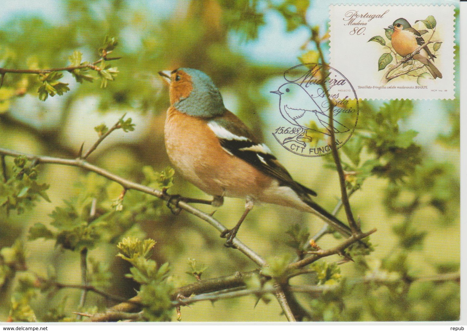 Portugal Madère Carte Maximum Oiseaux 1988 Pinson 127 - Madère