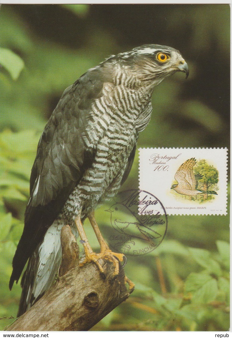 Portugal Madère Carte Maximum Oiseaux 1988 Epervier 128 - Madère