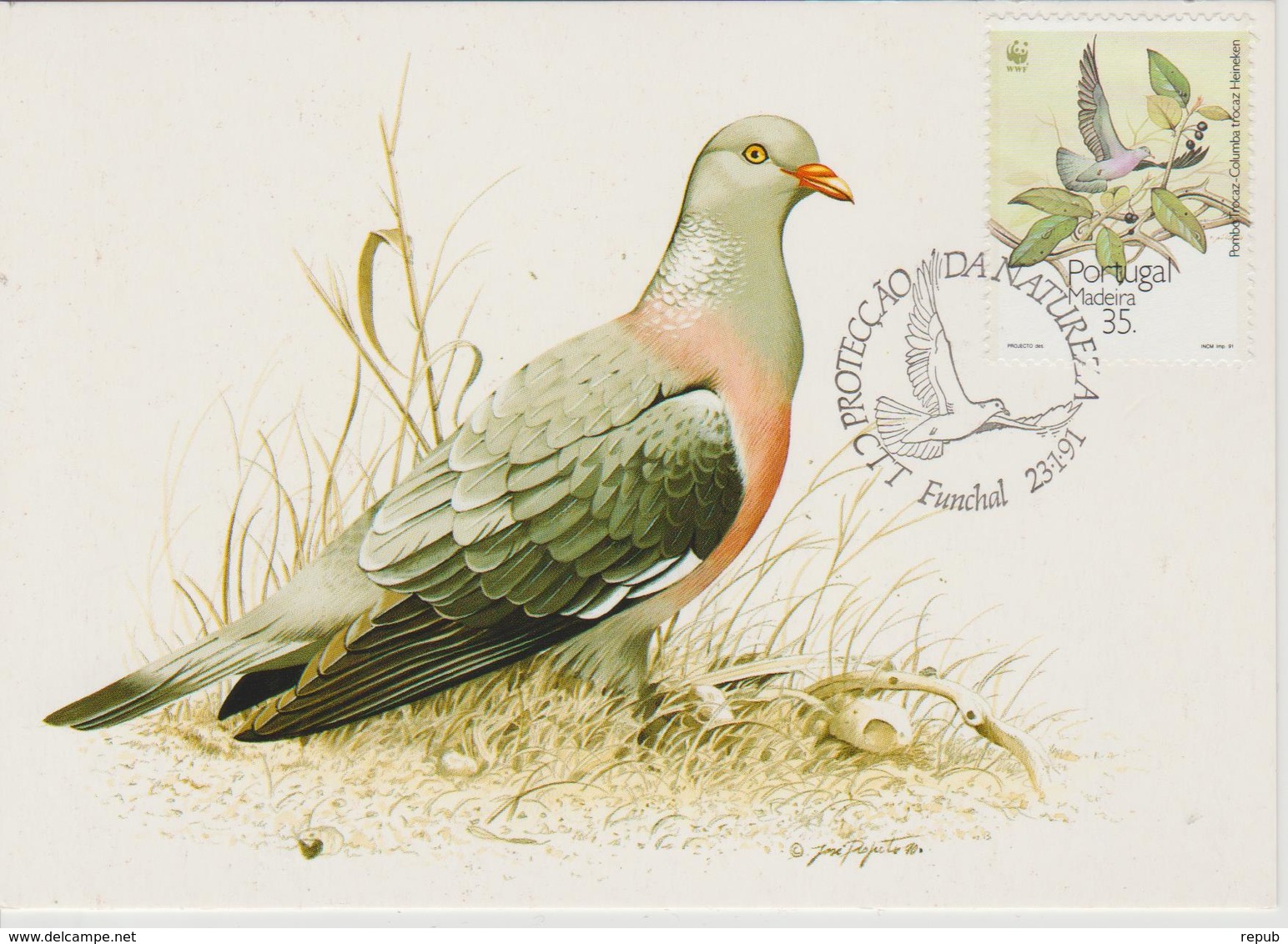 Portugal Madère Carte Maximum Oiseaux 1991 Pigeon 153 - Madère