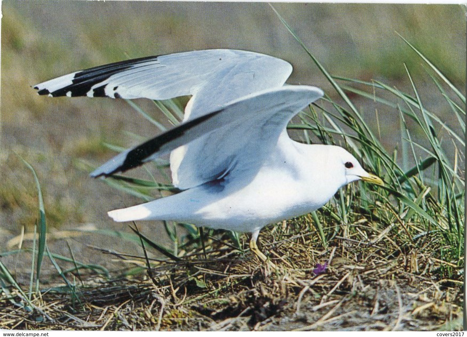 Iceland/Islande/Ijsland/Island Postcard Bird Common Gull Unused - Islande