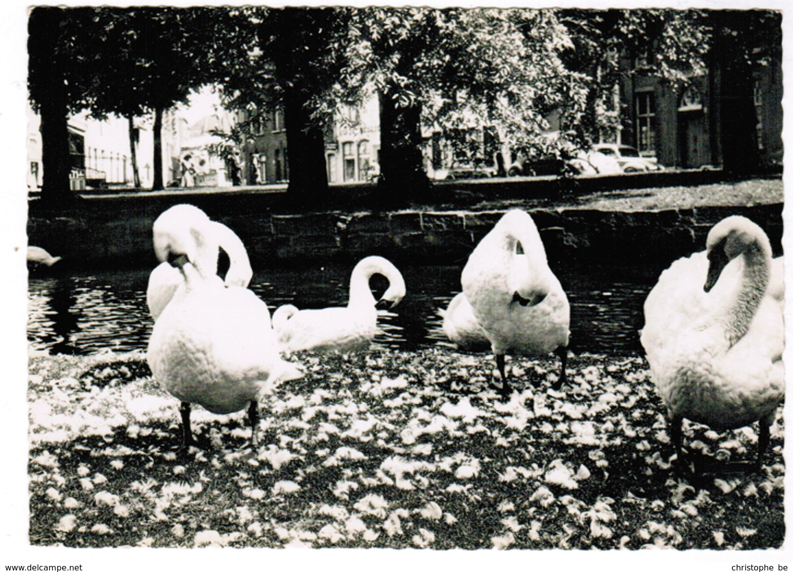 Brugge, Bruges, Zwanen In Het Minnewater (pk55022) - Brugge