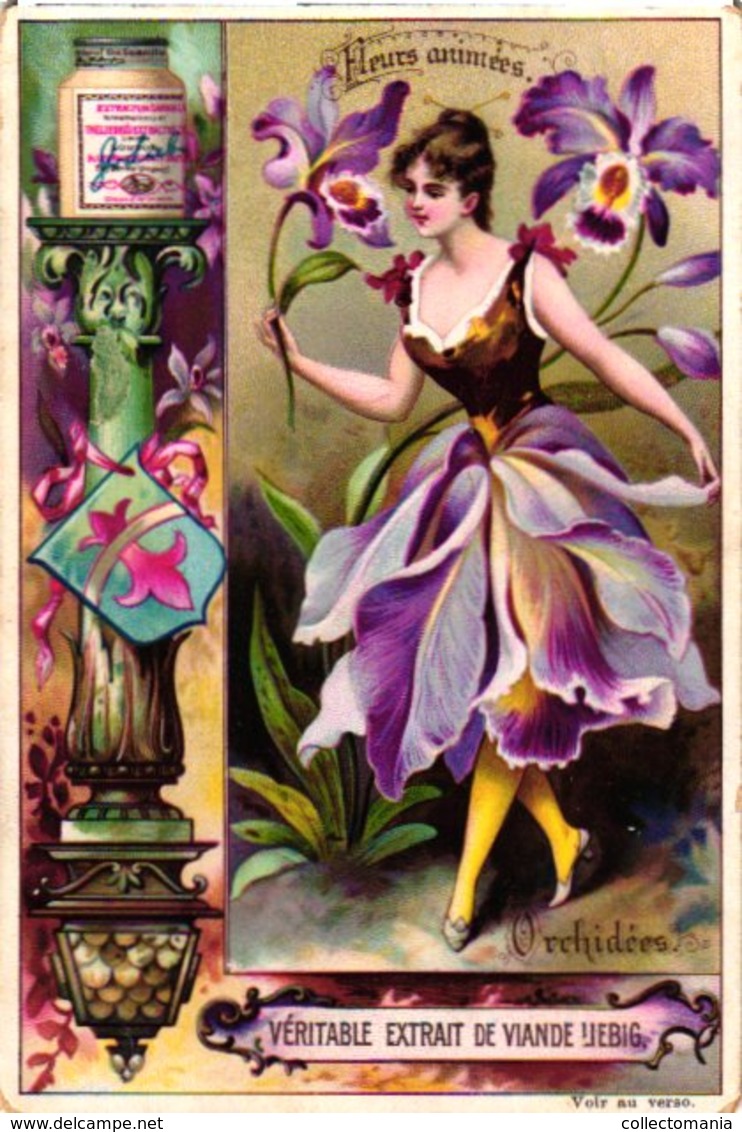 0445   Liebig 6 Cards--C1895  Flower Girls-Fleurs Animées-Fuchsia-Rose-Orchidée-Liseron-Campanule-Marguerite- - Liebig