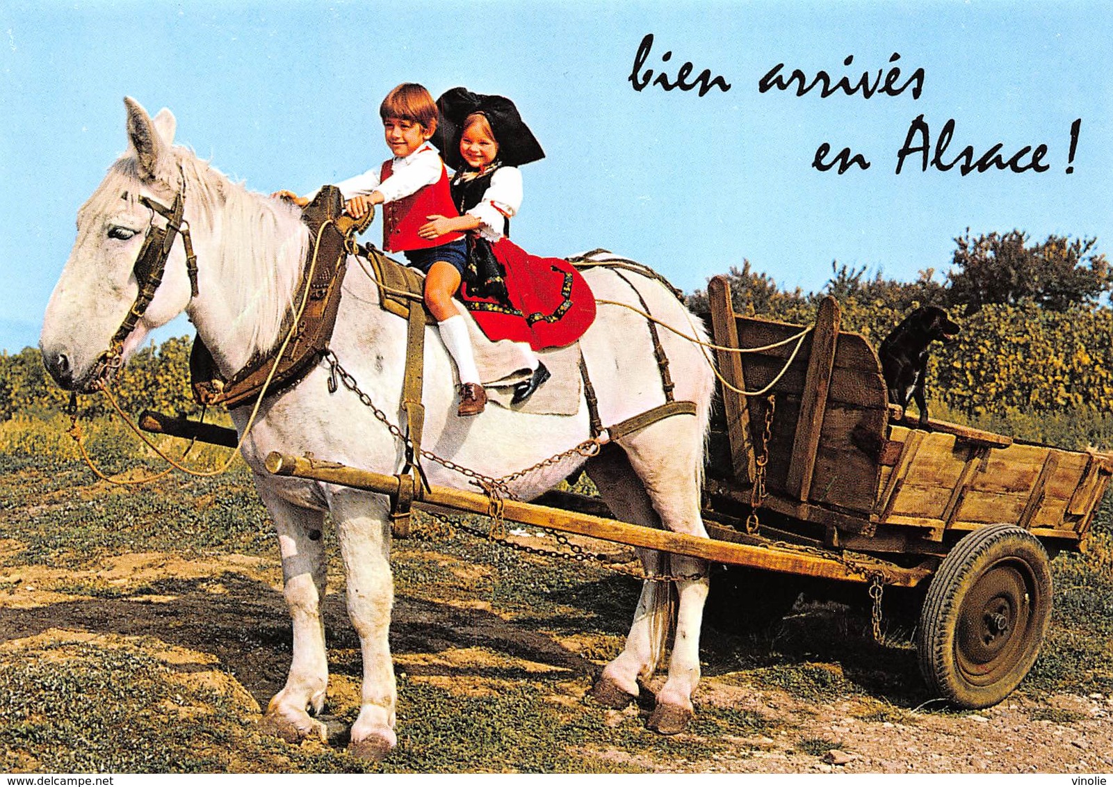 Pie-19-025 : ATTELAGE DE CHEVAL DANS LES VIGNES EN ALSACE. - Attelages