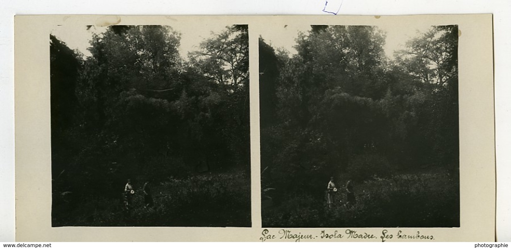 Italie Lac Majeur Isola Madre Bambous Ancienne Photo Stereo Possemiers 1900 - Photos Stéréoscopiques