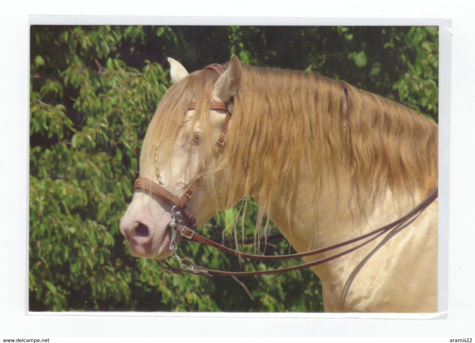 Postcard Lusitano Horse Head Bridle Pferd Kopf Cheval Caballo Cavalo Not Circulated - Horses