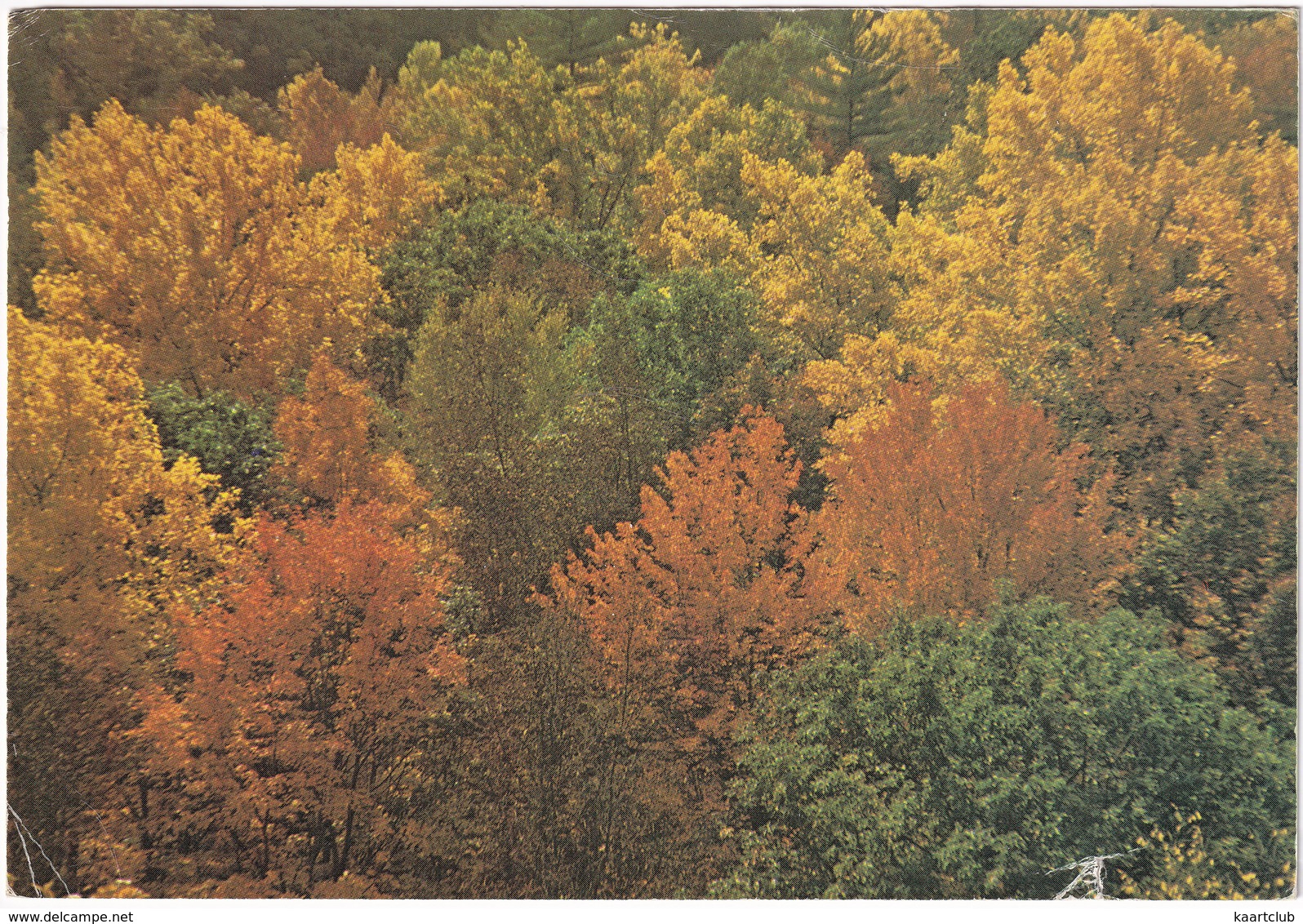 Fall Foliage - Shenandoah National Park - (Virginia, USA) - 1976 - USA Nationale Parken