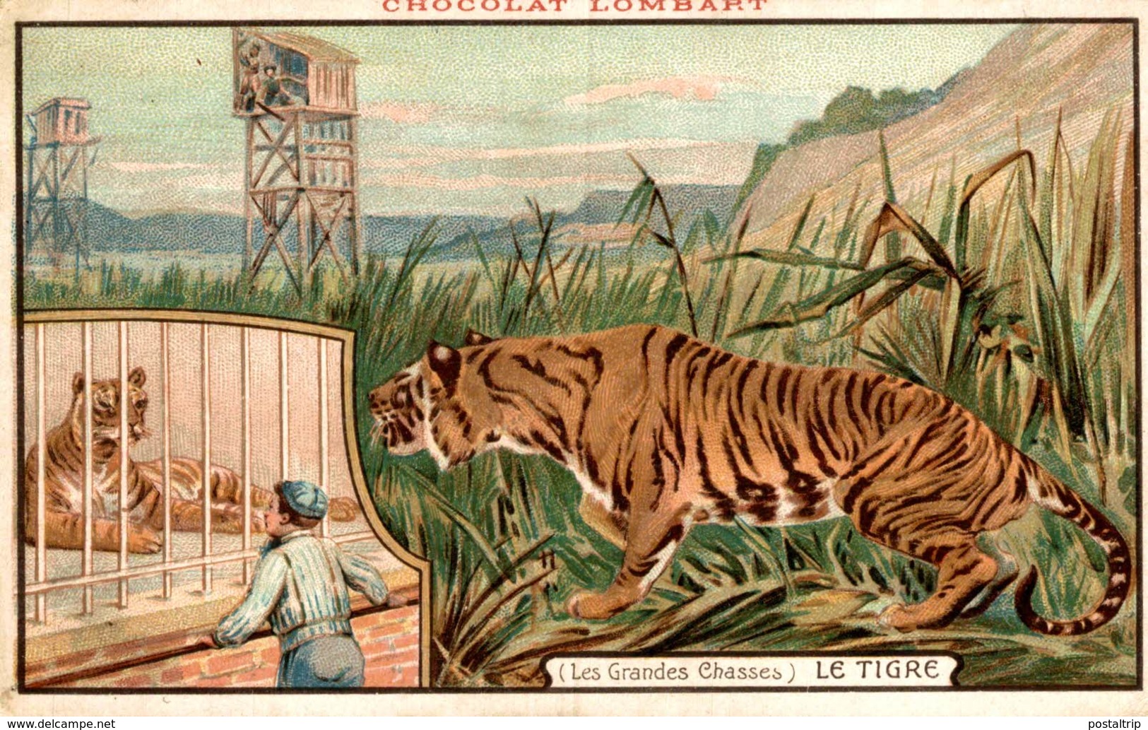 PUBLICITE Chocolat LOMBART Le Tigre Les GRandes Chasses   Advertisement Advertising. - Advertising
