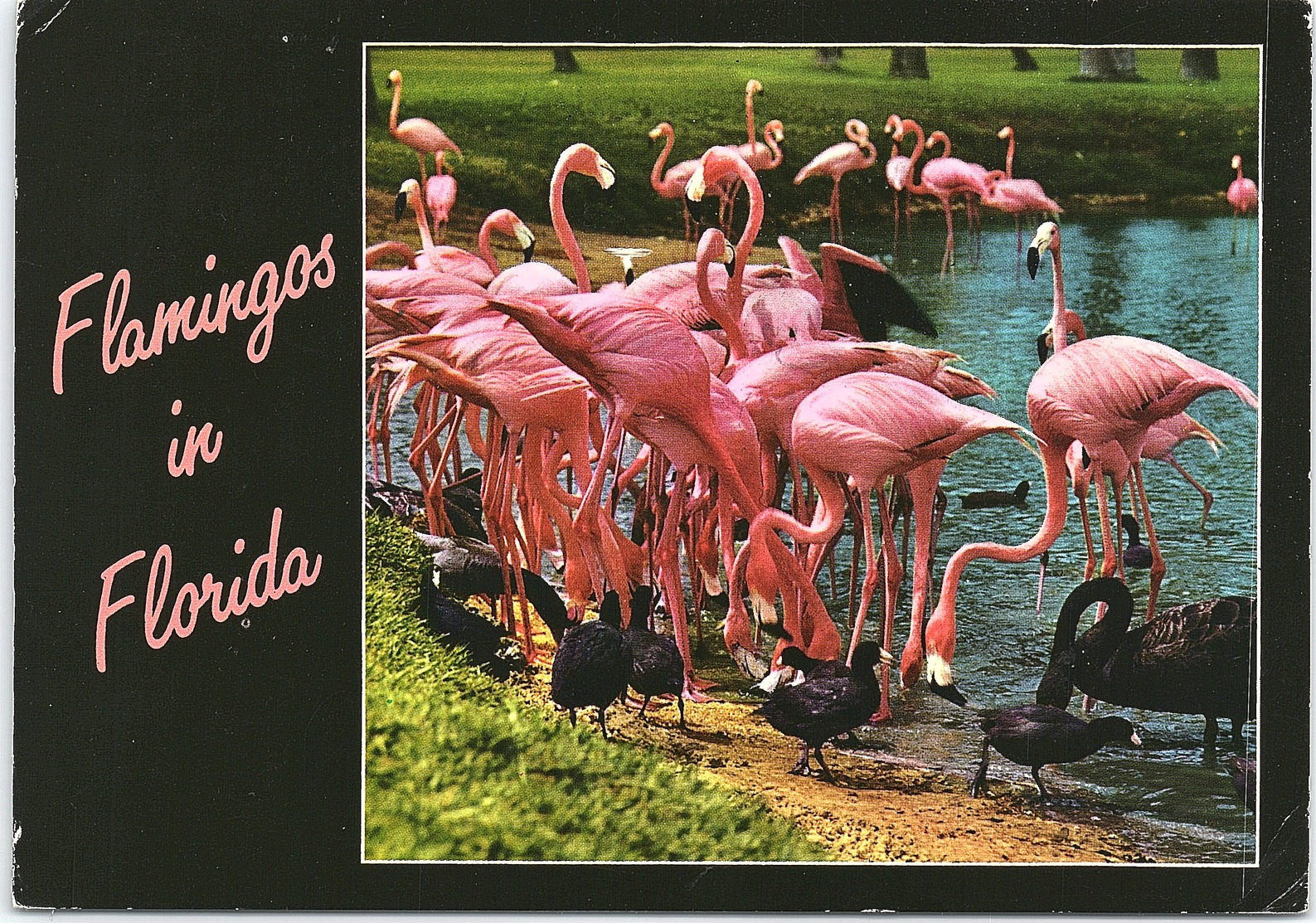 Flamingoes In Florida - Birds
