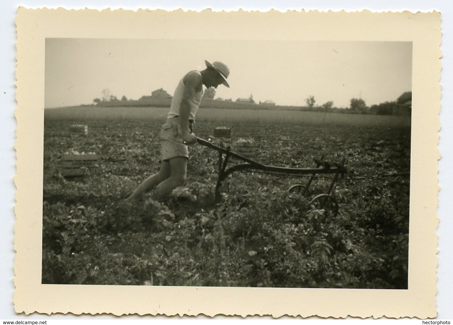 Homme Agriculture Bêchage Terre Charrue Binage Recolte Attelage à Identifier Recolte - Personnes Anonymes