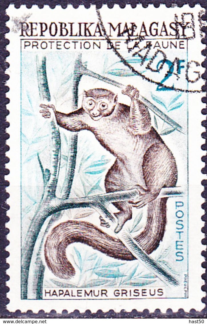 Madagaskar - Grauer Halbmaki (Hapalemur Griseus) (Mi.Nr.: 467) 1961 - Gest Used Obl - Madagascar (1960-...)