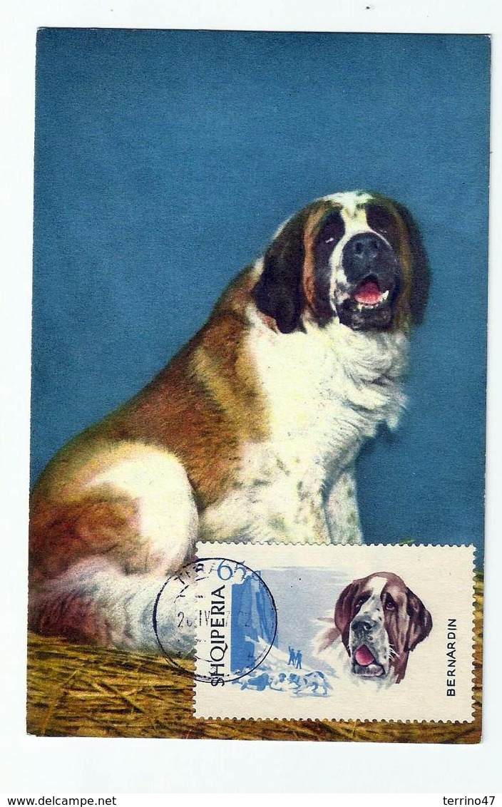 Carte Maximum CHIEN Saint Bernard - Cani