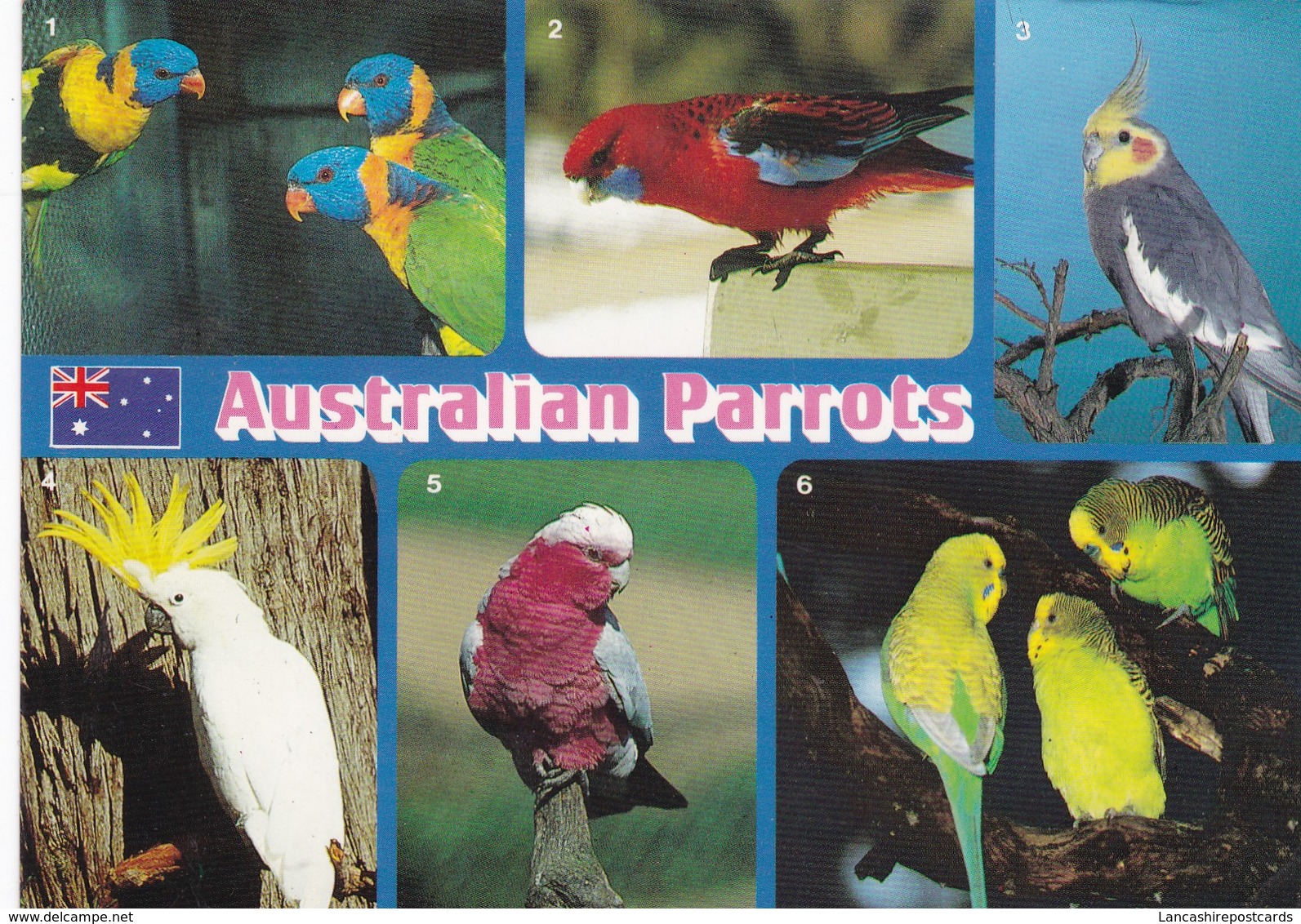 Postcard Australian Parrots My Ref  B23331 - Birds