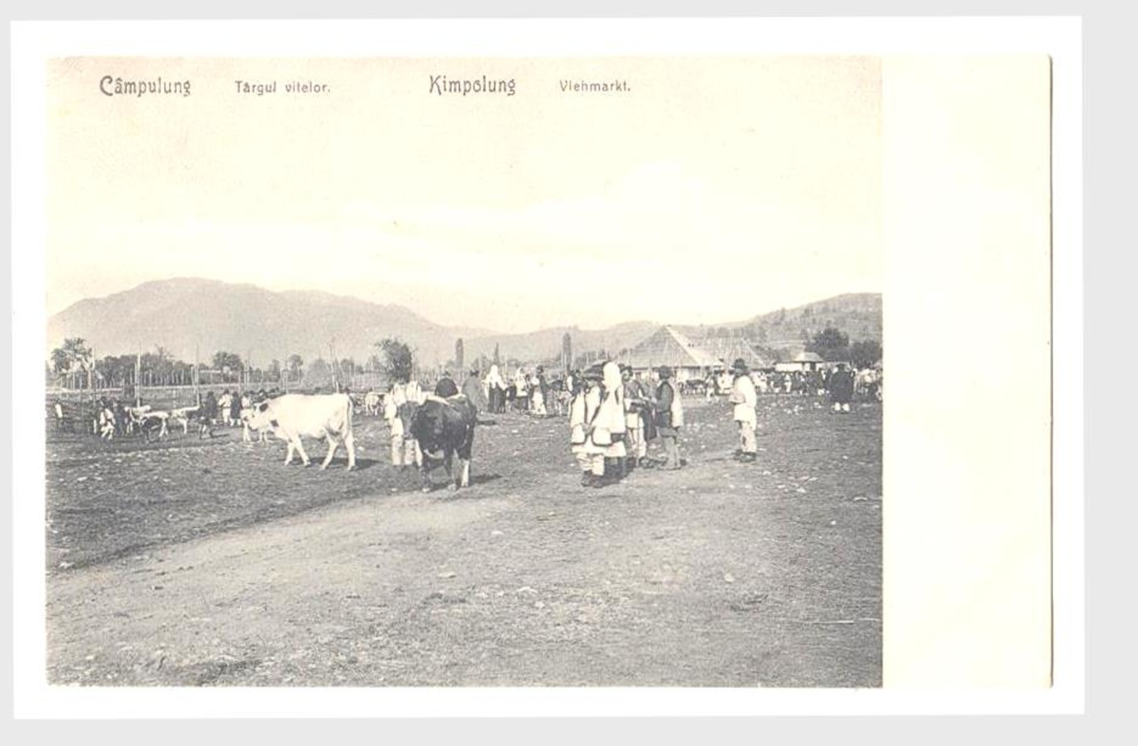 Campulung Roumanie Roumanie Kampulung Berceaux De Troupeaux De Vaches - Rumänien