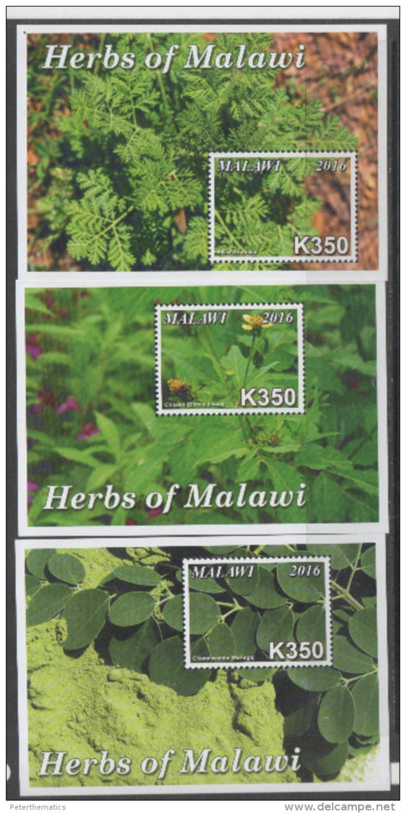 MALAWI , 2016, MNH, SHEETLET + 5 S/SHEETS, HERBS, PEPPERS,  SUPERB OFFICIAL ISSUE, SCARCE - Big Cats (cats Of Prey)