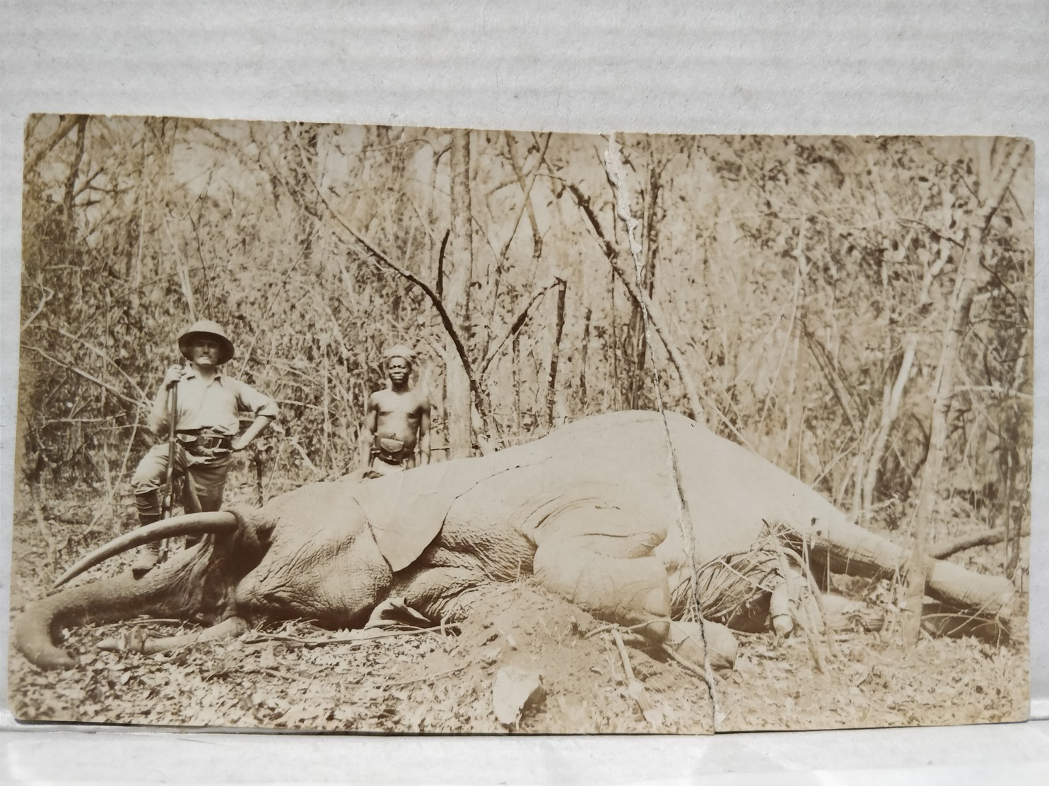 Congo Belge. Chasse Elephant. 6.5x11 Cm - Afrique