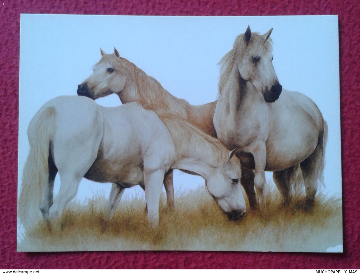 TARJETA POSTAL CARTE POSTALE POST CARD HORSE HORSES CABALLO CABALLOS CHEVAL LES CHEVAUX PFERD CAVALLO CAVALLI VER FOTO/S - Caballos