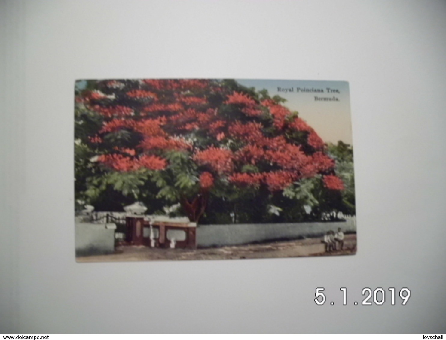 Bermuda. - Royal Poinciana Tree. - Bermuda