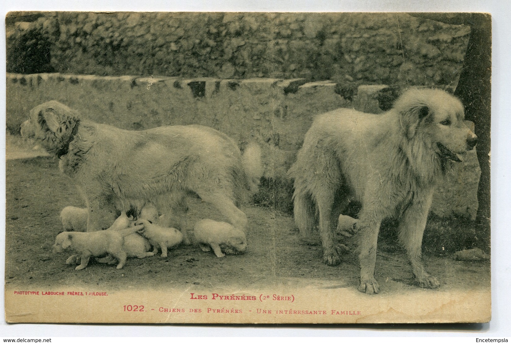 CPA - Carte Postale -  France - Les Pyrénées - Chiens Des Pyrénées  (SV6944) - Dogs