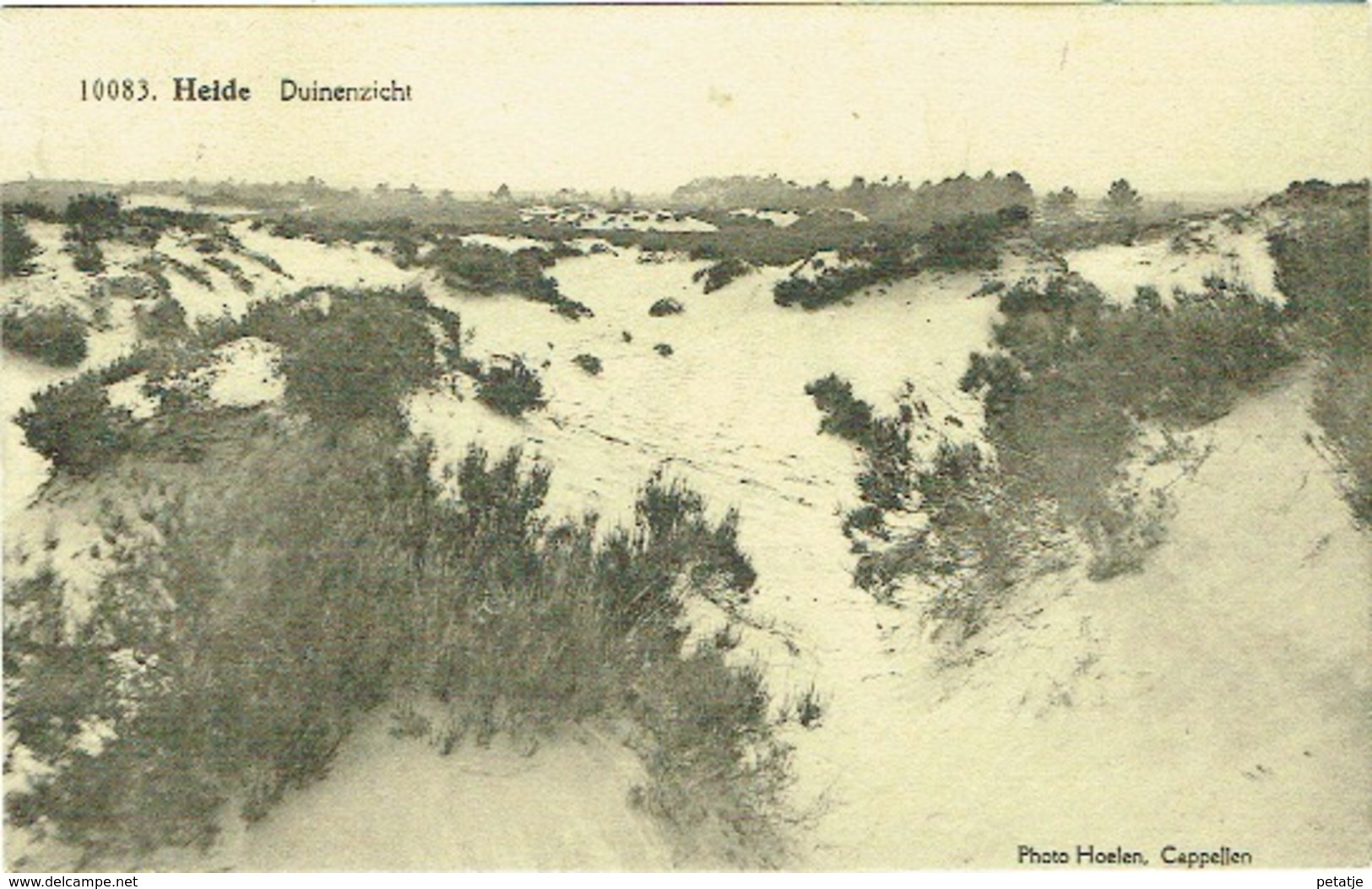 Heide , Duinen - Kalmthout