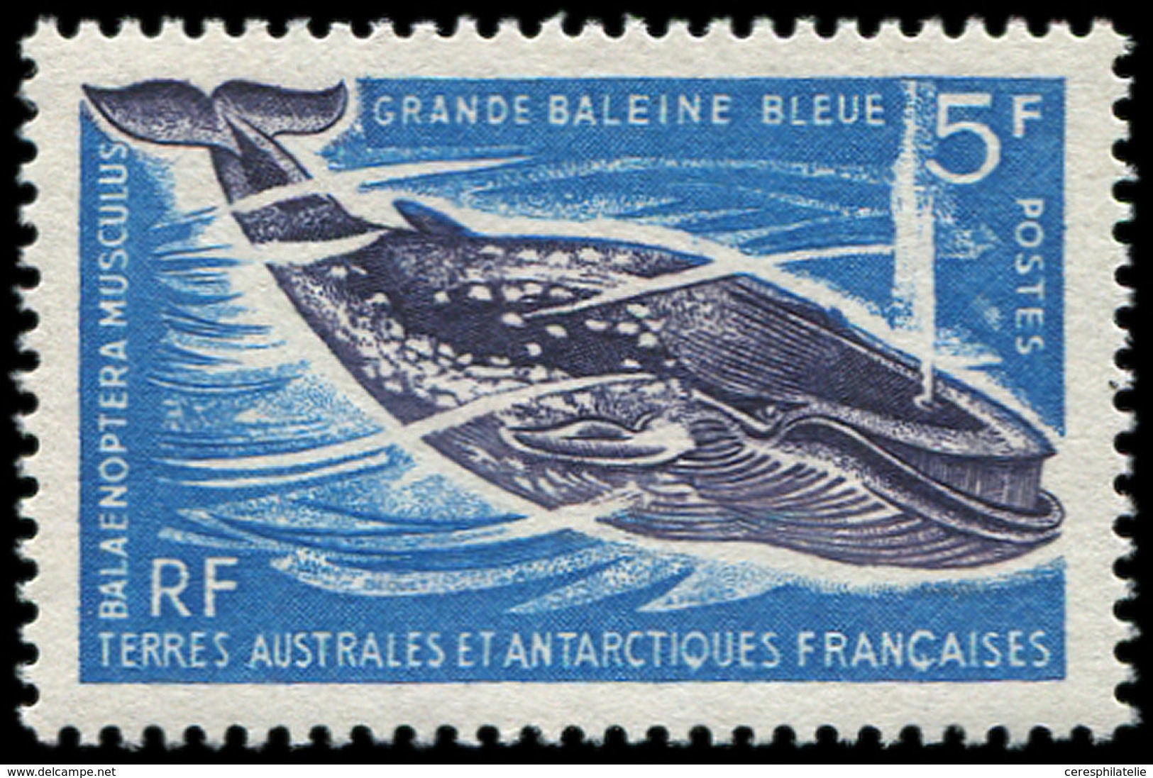 ** T.A.A.F. 22 : 5f. Baleine, TB - Unused Stamps