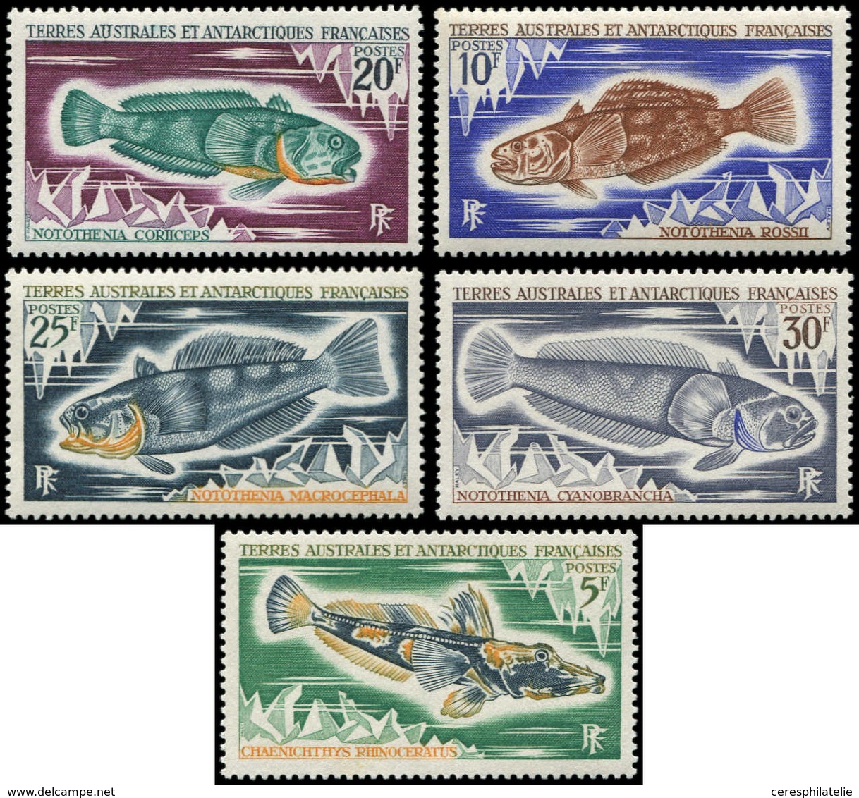 ** T.A.A.F. 34/38 : Série Poissons De 1971, TB - Unused Stamps