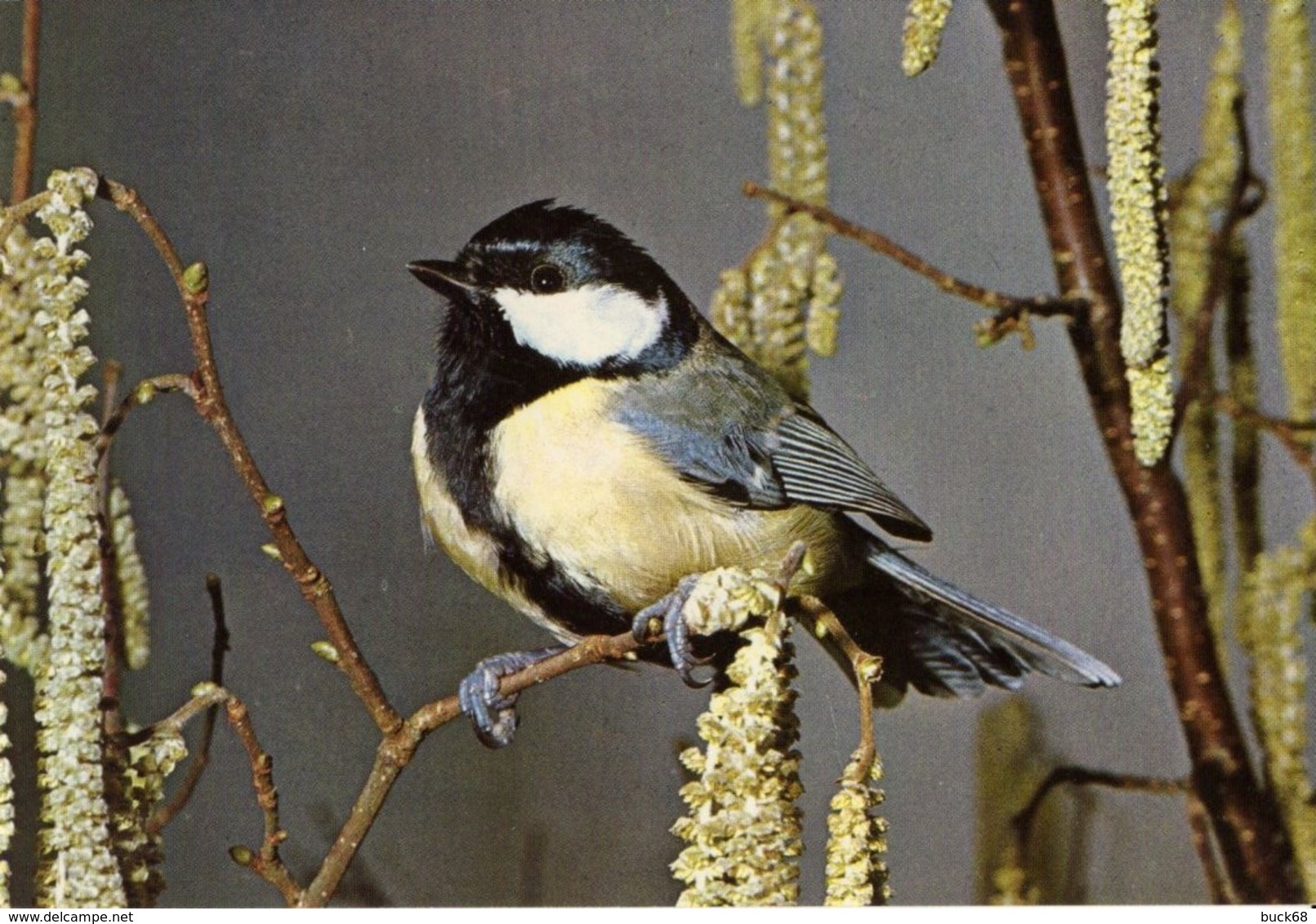 CPM Carte Postale Oiseau Passereau : Mésange Charbonnière (Jeunesse Au Plein Air Pupilles Ecole Publique Haut-Rhin) - Oiseaux