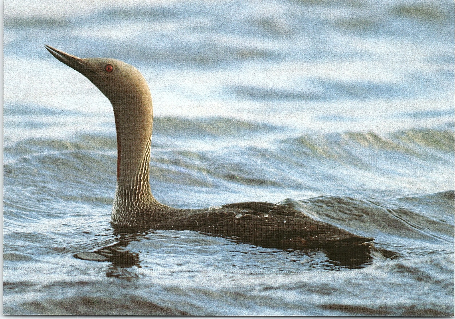 Birds, Red-throated Diver, Gavia Stellata - Birds