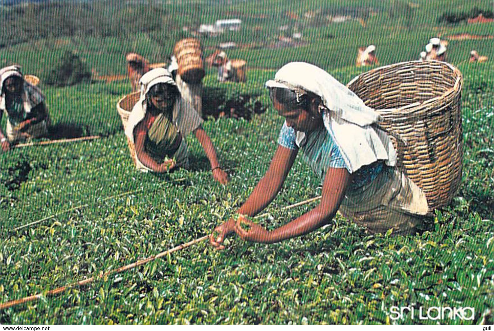 Asie SRI LANKA  Les Cueilleuses De Thé  (Tea Pluckers Métier) Nuwara Eliya  (Timbre Stamp SRI LANKA)*PRIX FIXE - Sri Lanka (Ceylon)