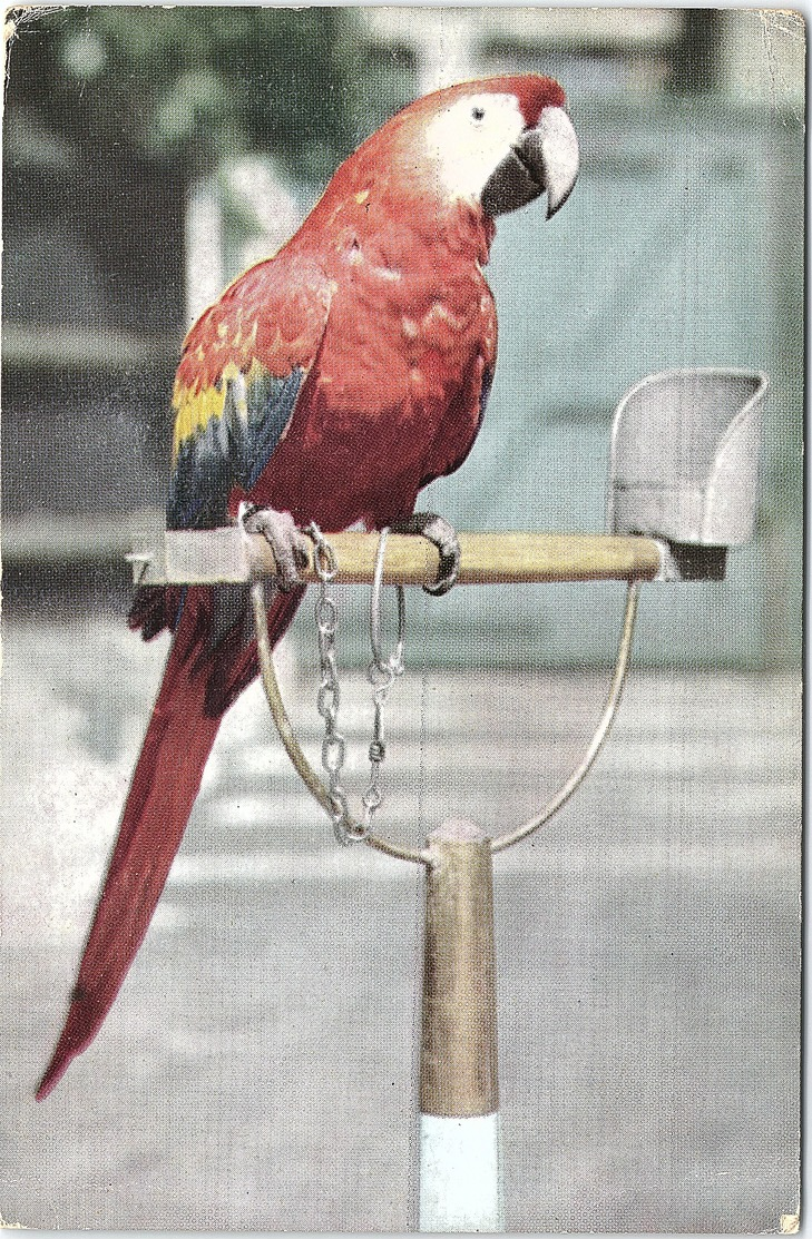 Birds, Macaw At London Zoo - Birds