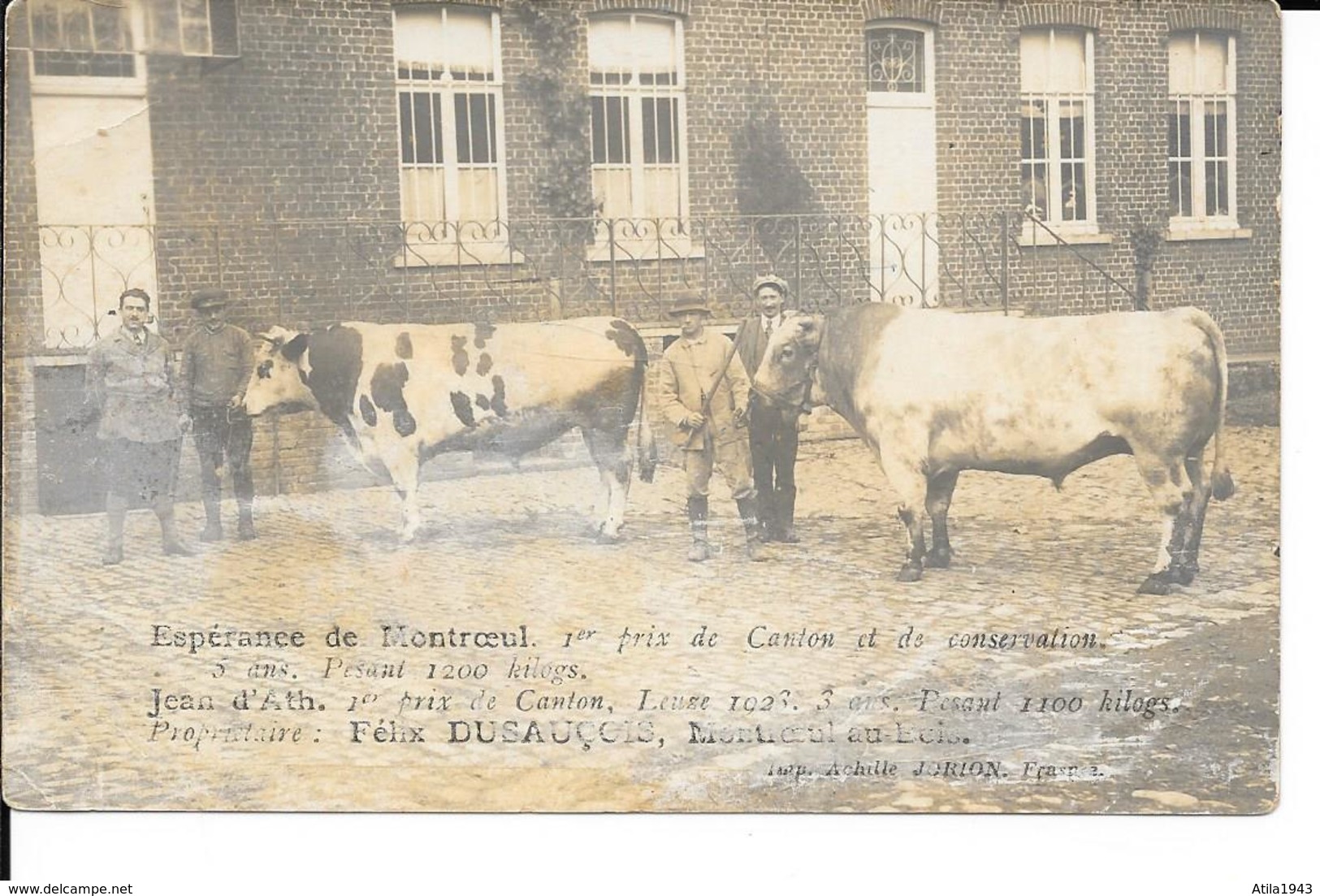 Montroeul-au-Bois (Tournai/Leuze/Frasnes/Péruwelz) Photo Carte - RARE - Concours De Bestiaux - Voir Détails Description - Frasnes-lez-Anvaing