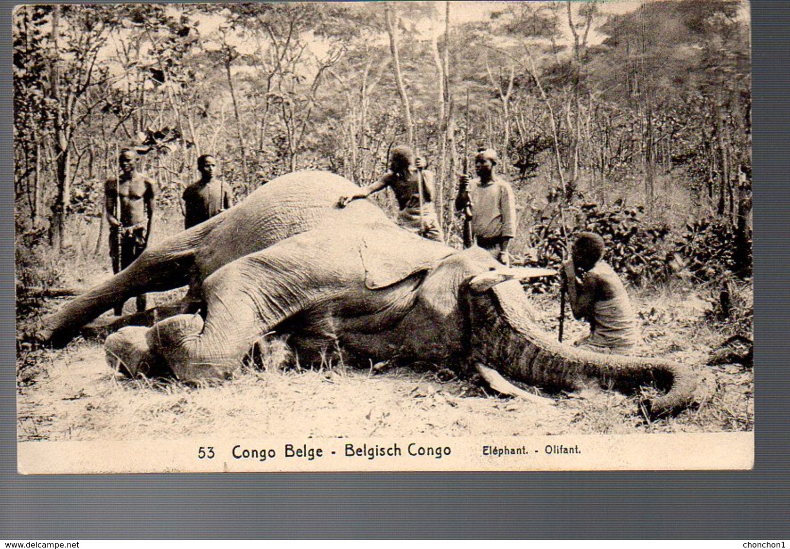 CONGO - ENTIER STIBBE 43 - VUE 53 CHASSE ELEPHANT - BANANA 1914 - ANVERS - PL8 - Postwaardestukken