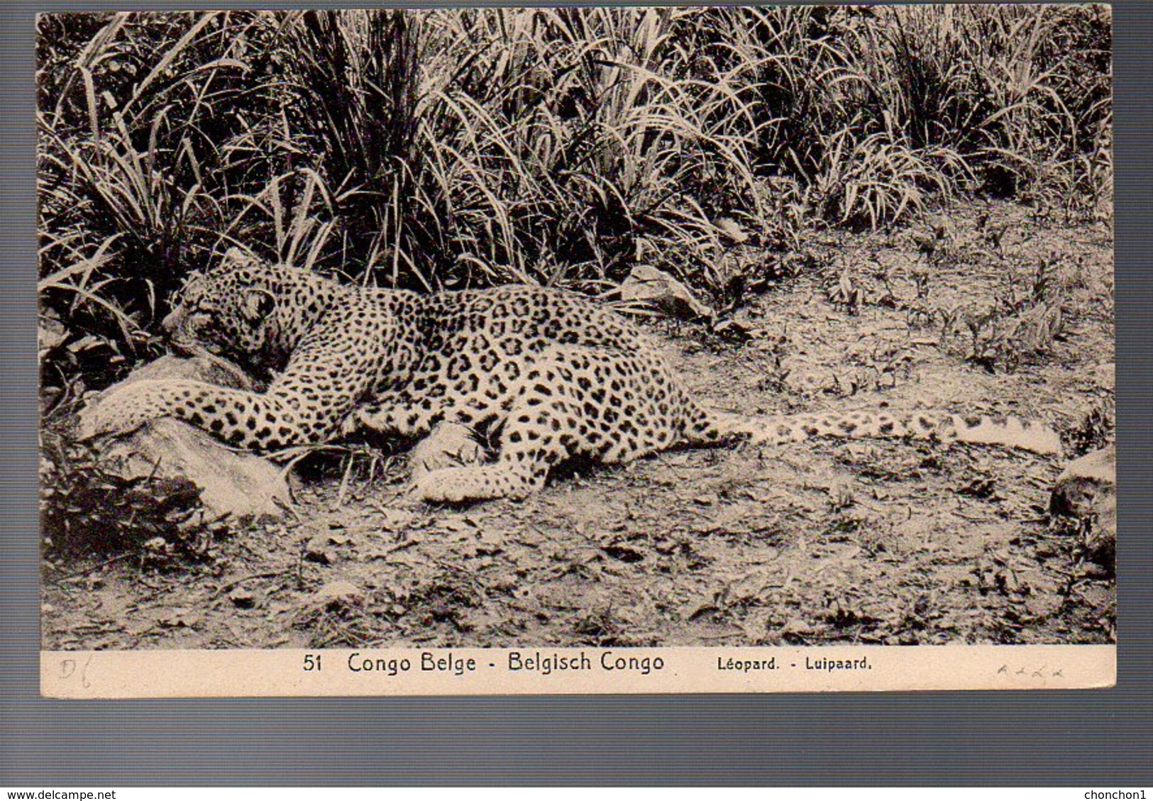 CONGO - ENTIER STIBBE 43 - VUE 51 LEOPARD - IREBU Bon Cachet + LEOPOLDVILLE + GAND - 1913 TB - PL8 - Entiers Postaux