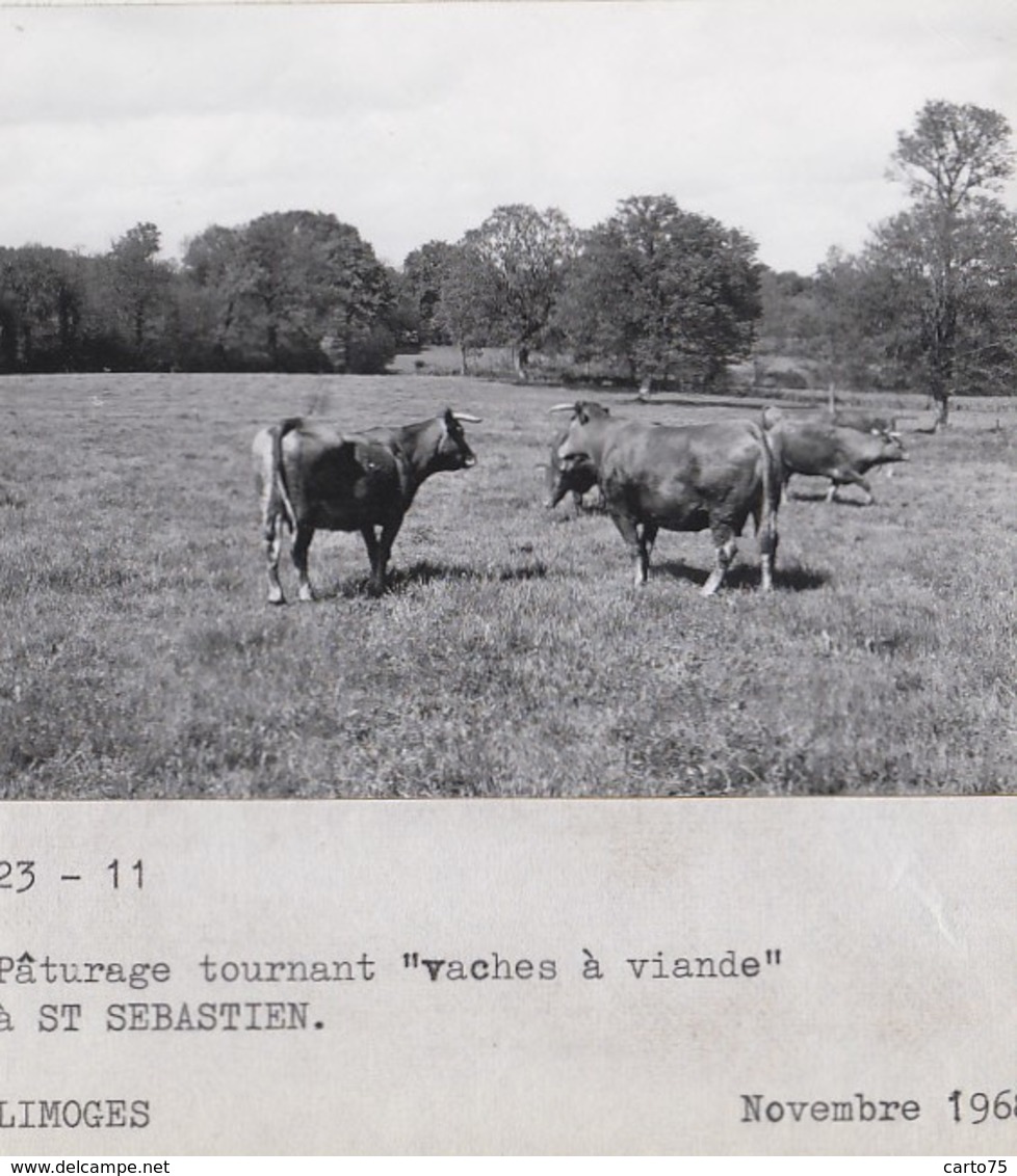 Saint-Sébastien 23 - Photographie - Agriculture - Pâturage Tournant "vaches à Viande" Limousine - 1 Photo - 1968 - Autres & Non Classés